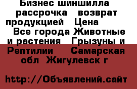 Бизнес шиншилла, рассрочка - возврат продукцией › Цена ­ 4 500 - Все города Животные и растения » Грызуны и Рептилии   . Самарская обл.,Жигулевск г.